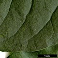 SpeciesSub: subsp. amurensis
